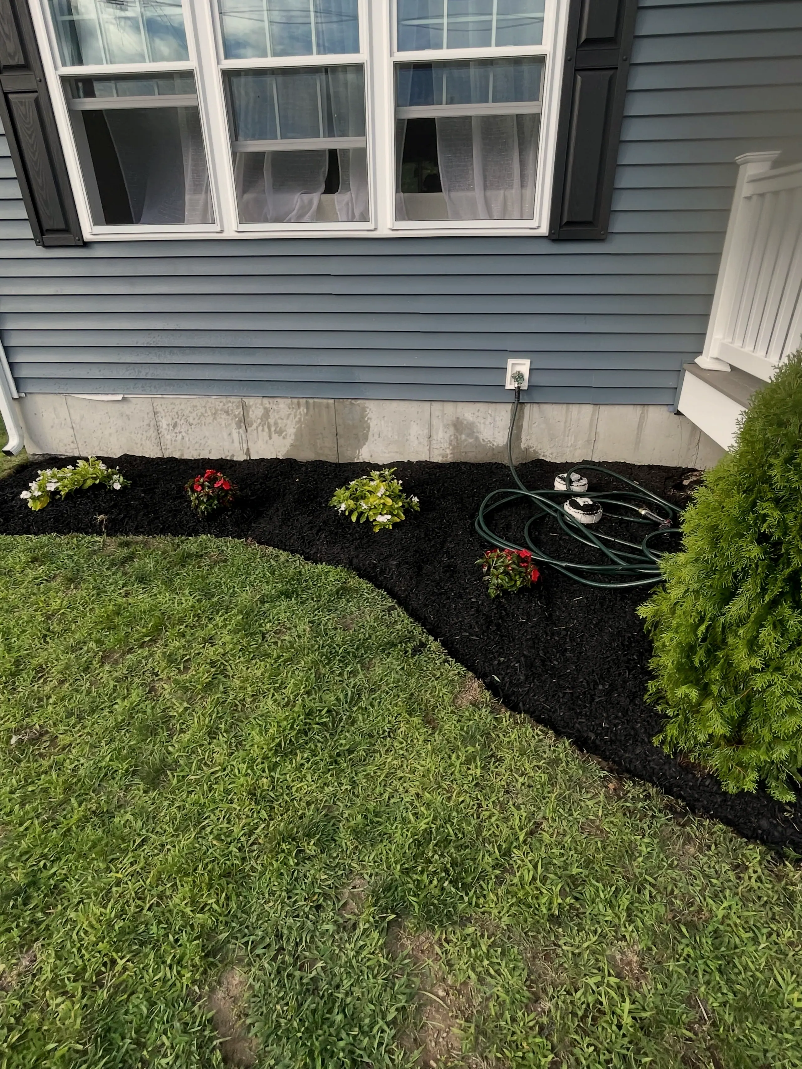 Black-mulch foundation bed with new annuals along a blue house, fresh lawn in front
