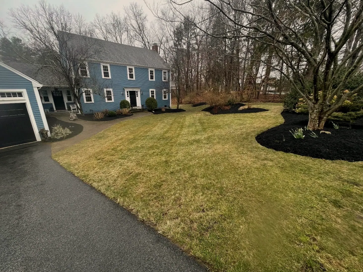 Blue colonial house in early spring with a striped lawn and fresh black-mulch island beds